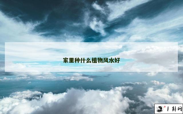 家里种什么植物风水好